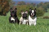 BOULEDOGUE FRANCAIS 592